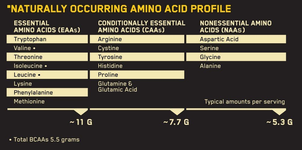 аминокислотный состав протеина