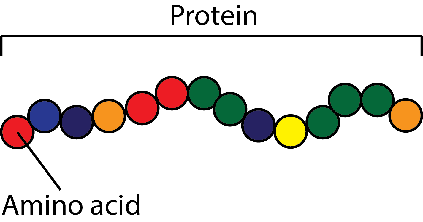 белок и аминокислоты