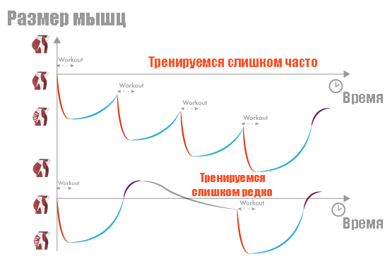 Частота упражнение. Частота тренировок в день. От чего зависит частота тренировок одной мышцы. График пампинга.