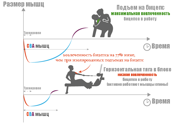 Штанга на бицепс нормативы